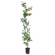 Poplar, 1 gal, Tower