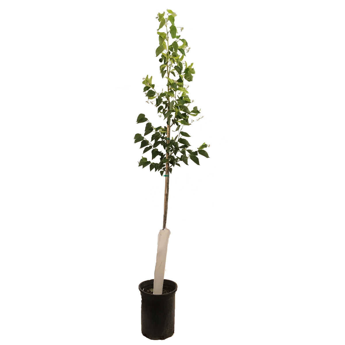 Linden, 5 gal, Dropmore