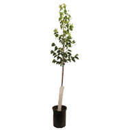 Linden, 5 gal, Dropmore