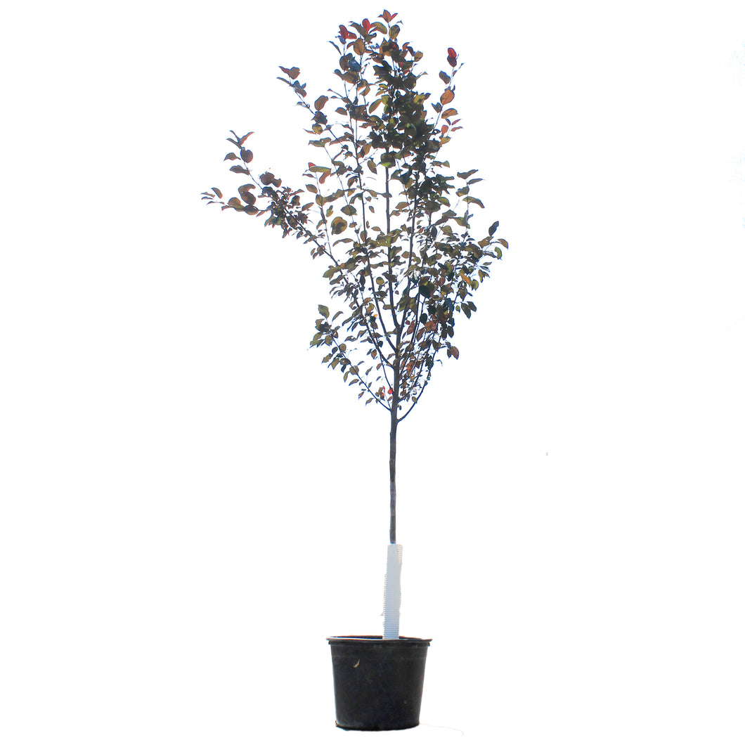 Crabapple, 7 gal, Flowering, Gladiator®