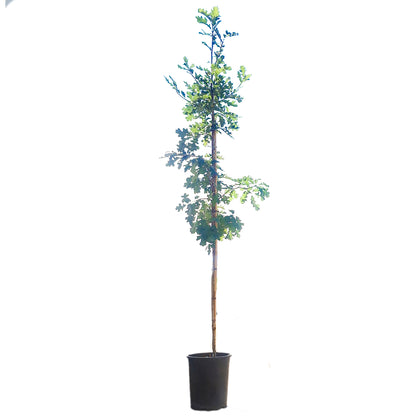 Bur Oak, 5 gal