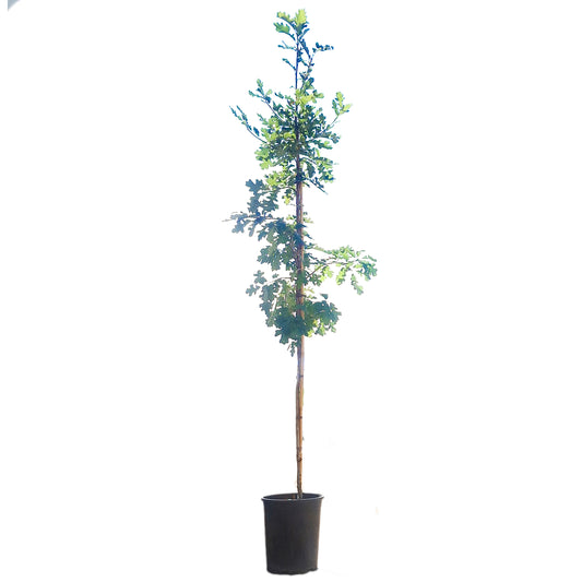 Bur Oak, 5 gal