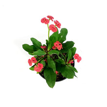Load image into Gallery viewer, Euphorbia, 4in, Milii Crown of Thorns, Assorted
