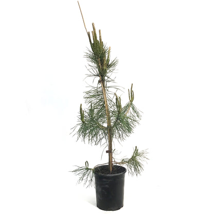 Pine, 1 gal, Scotch