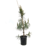 Pine, 1 gal, Scotch