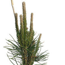 Load image into Gallery viewer, Pine, 1 gal, Scotch
