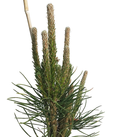Pine, 1 gal, Scotch