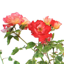 Load image into Gallery viewer, Rose, 2 gal, Campfire™
