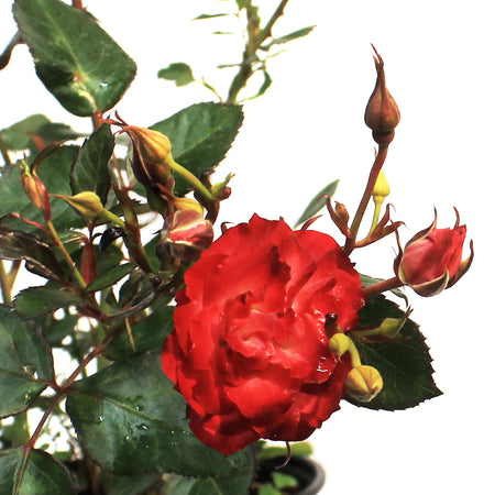 Rose, 2 gal, Never Alone