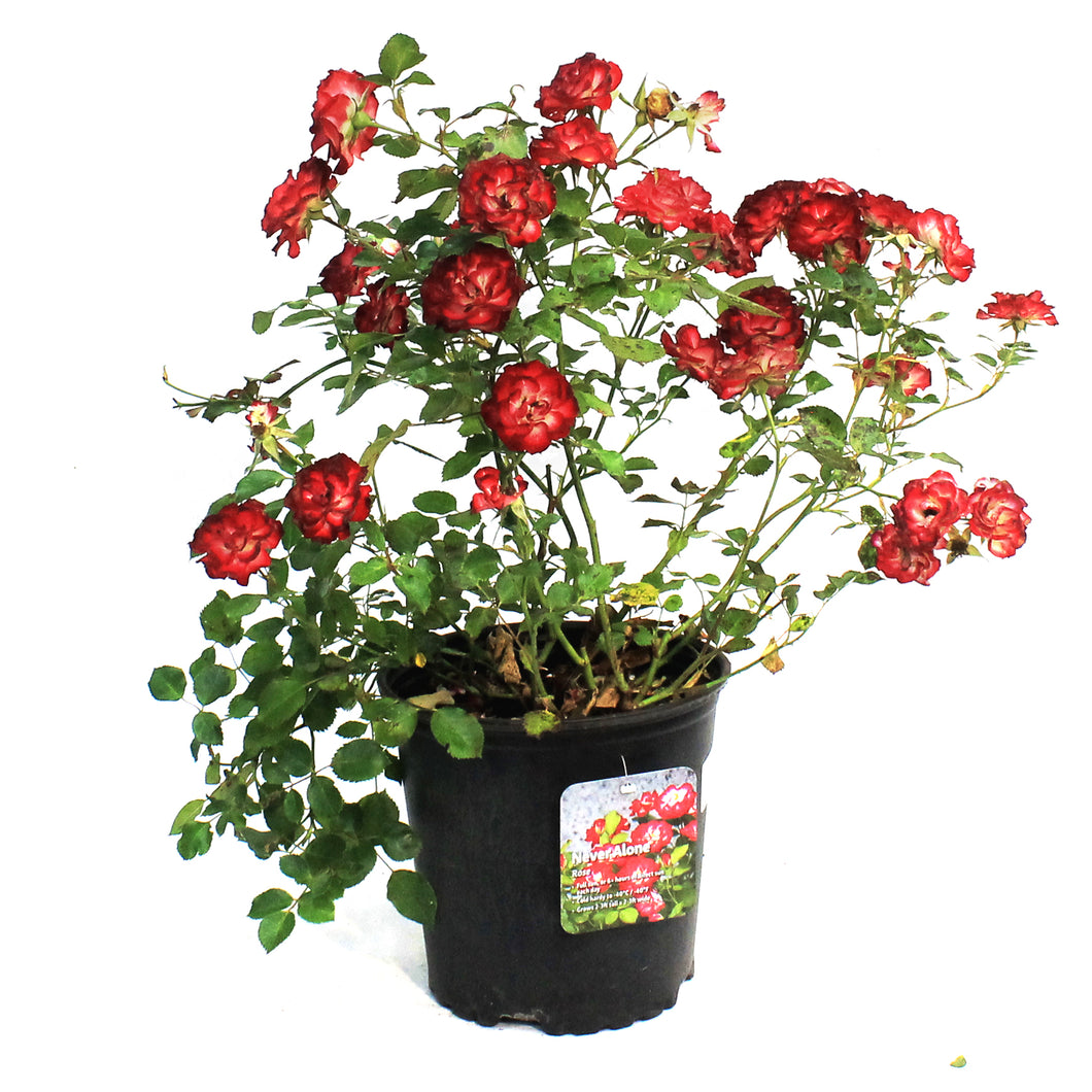Rose, 2 gal, Never Alone