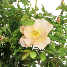 Load image into Gallery viewer, Rose, 2 gal, Chinook Sunrise™
