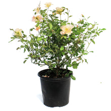 Load image into Gallery viewer, Rose, 2 gal, Chinook Sunrise™
