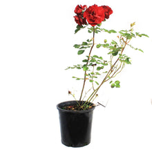 Load image into Gallery viewer, Rose, 2 gal, Hope for Humanity
