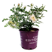 Load image into Gallery viewer, Rose, 2 gal, Above and Beyond
