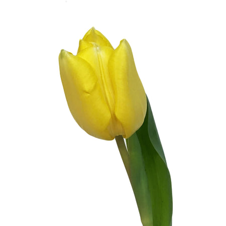 Tulip, 4in, Planted Bulb, Assorted Colours