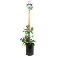 Clematis, 1 gal, Alpine Willy