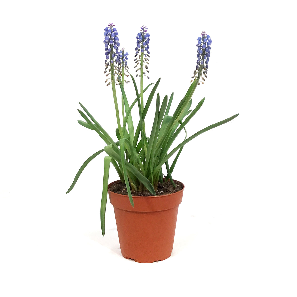 Grape Hyacinth, 4in, Planted Bulb