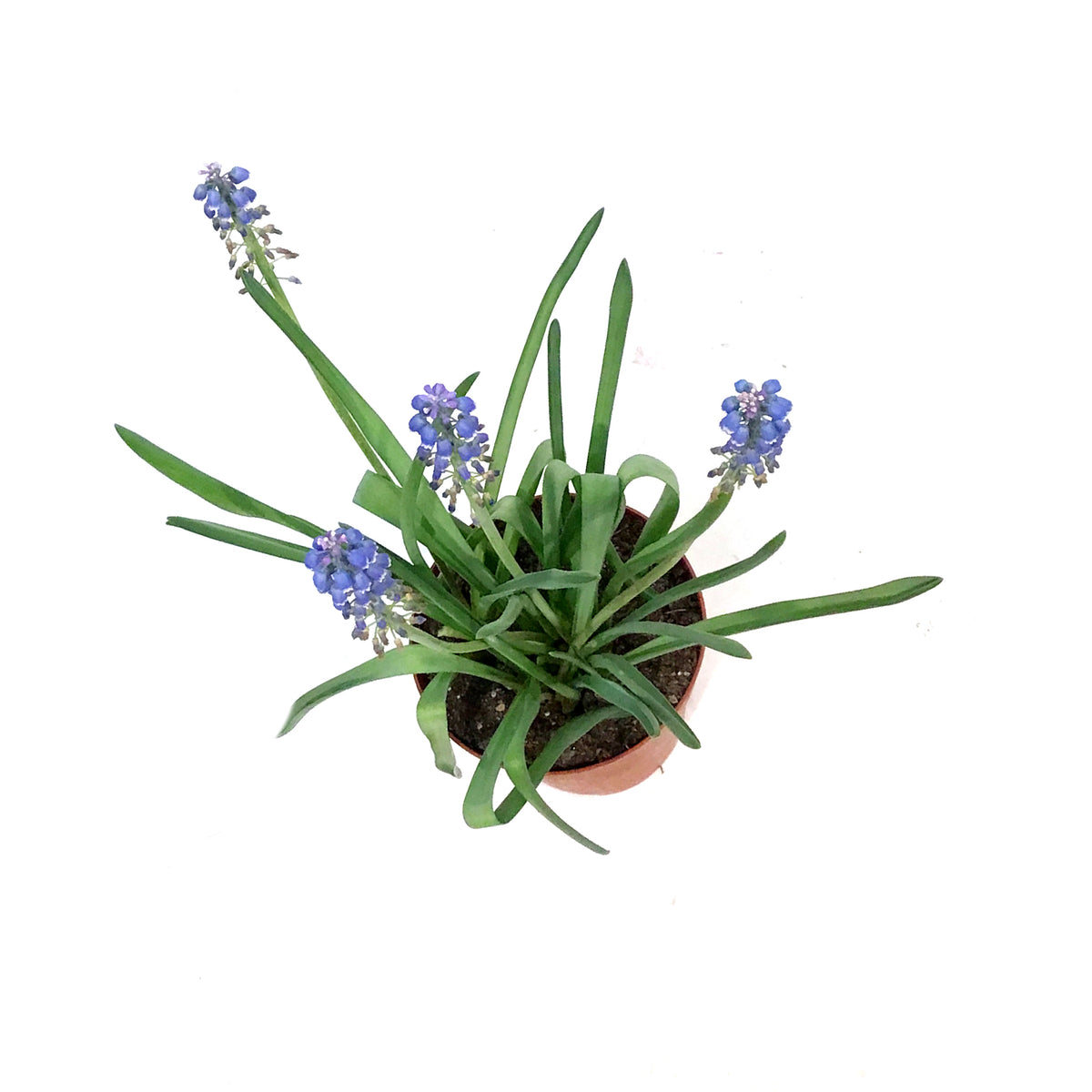 Grape Hyacinth, 4in, Planted Bulb