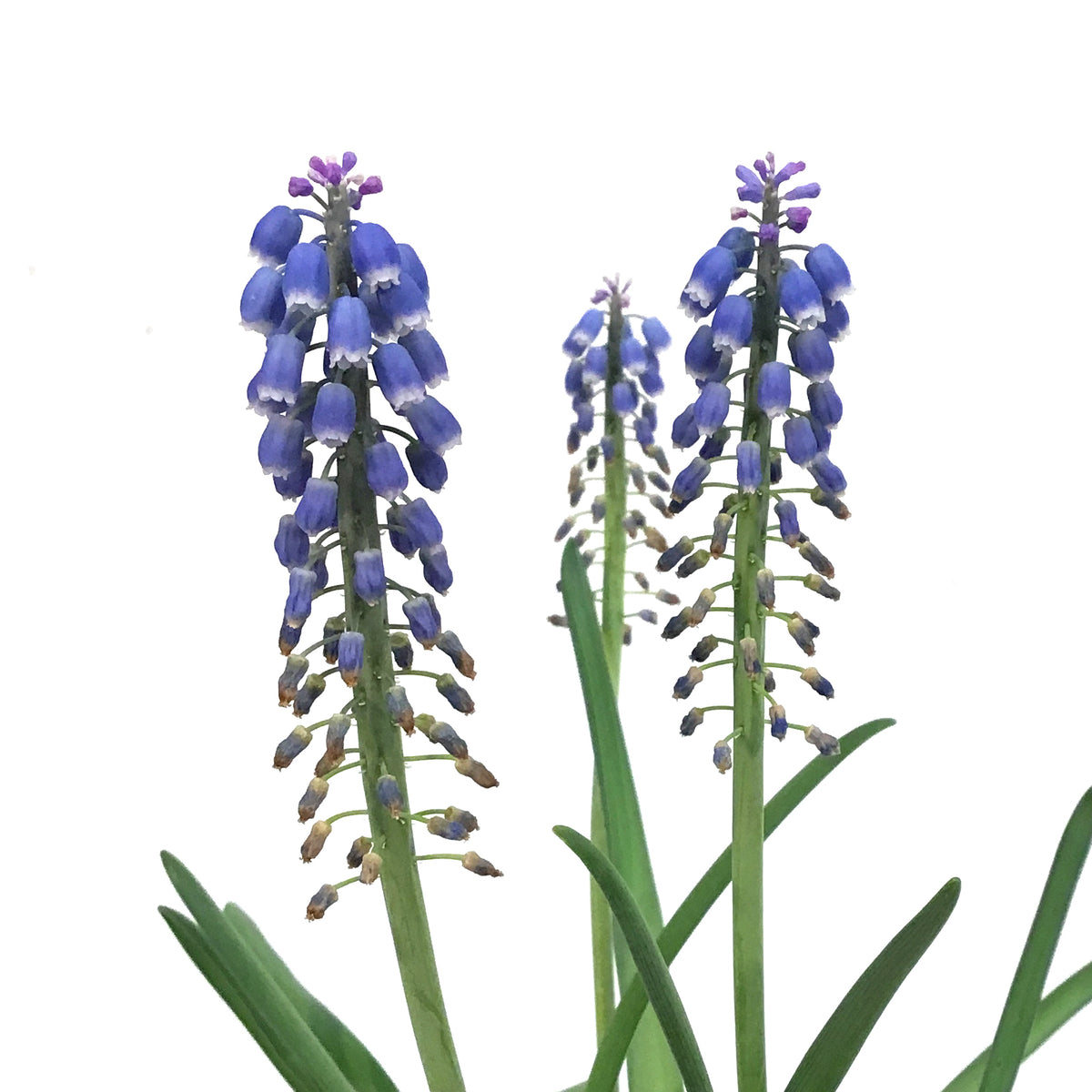 Grape Hyacinth, 4in, Planted Bulb
