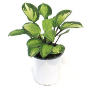 Hosta, 1 gal, Island Breeze