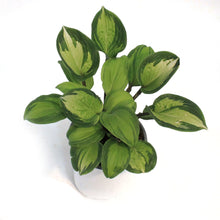 Load image into Gallery viewer, Hosta, 1 gal, Island Breeze
