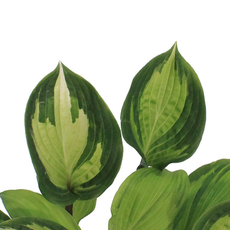 Hosta, 1 gal, Island Breeze