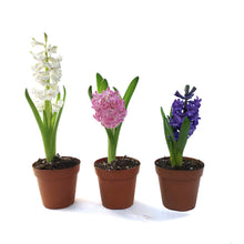 Load image into Gallery viewer, Hyacinth, 4in, Planted Bulb, Assorted Colours
