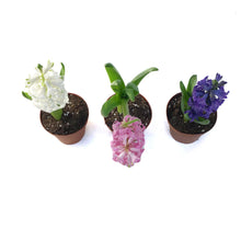Load image into Gallery viewer, Hyacinth, 4in, Planted Bulb, Assorted Colours
