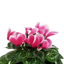 Load image into Gallery viewer, Cyclamen, 4in, Persicum
