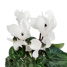 Load image into Gallery viewer, Cyclamen, 4in, Persicum
