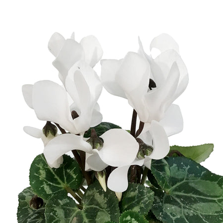 Cyclamen, 4in, Persicum