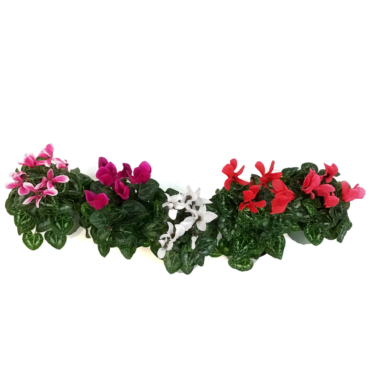 Cyclamen, 4in, Persicum