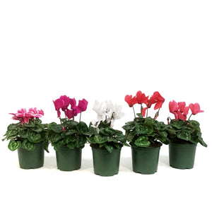 Cyclamen, 4in, Persicum