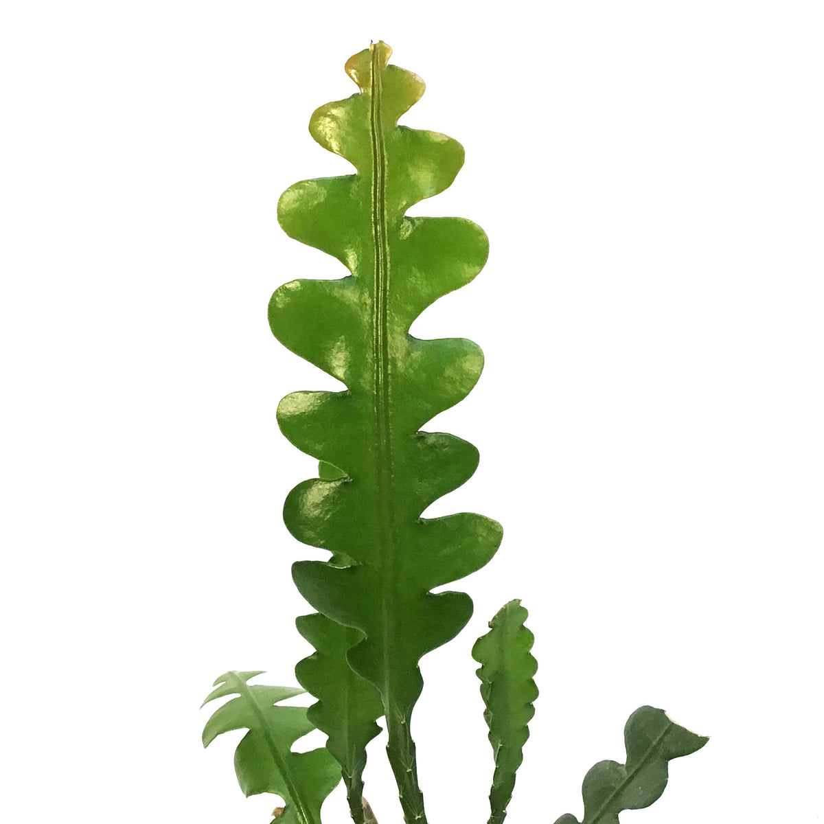 Fishbone Cactus, 4in