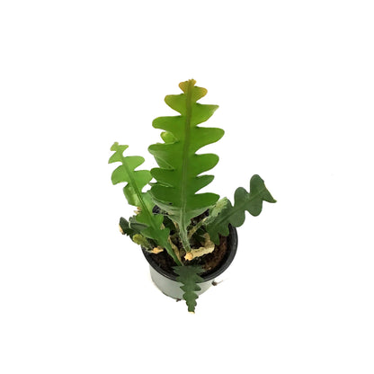 Fishbone Cactus, 4in