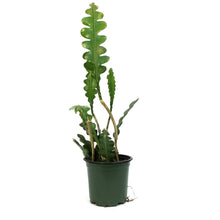 Load image into Gallery viewer, Fishbone Cactus, 4in
