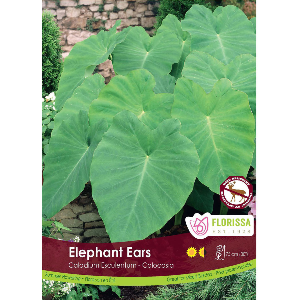 Colocasia - Elephant Ear Bulb, 1 Pack