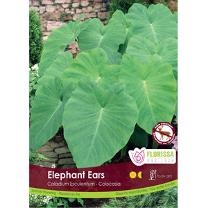Colocasia - Elephant Ear Bulb, 1 Pack