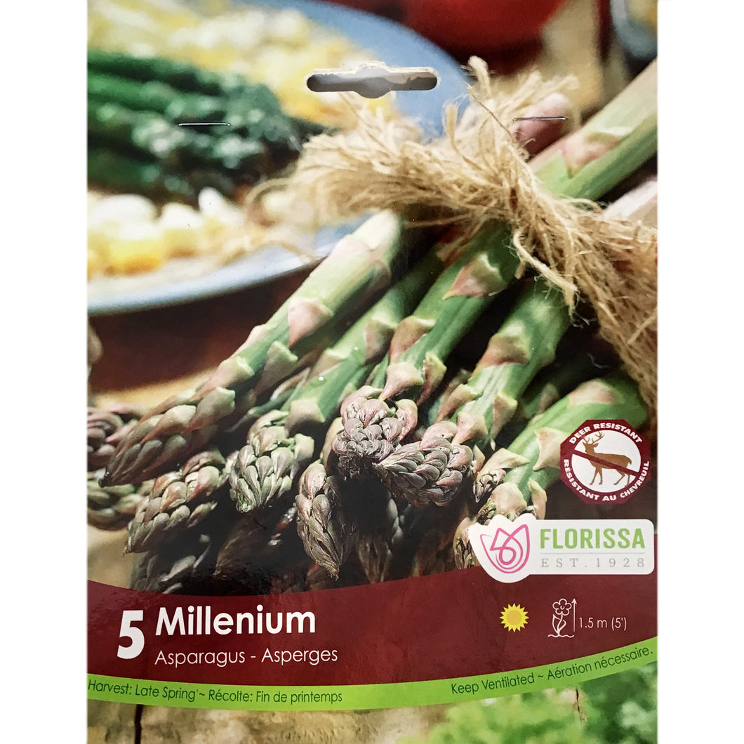 Asparagus - Millenium Bulbs, 5 Pack