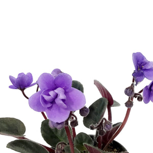 African Violet, 2.5in