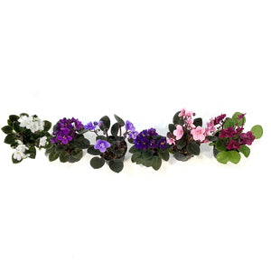 African Violet, 2.5in