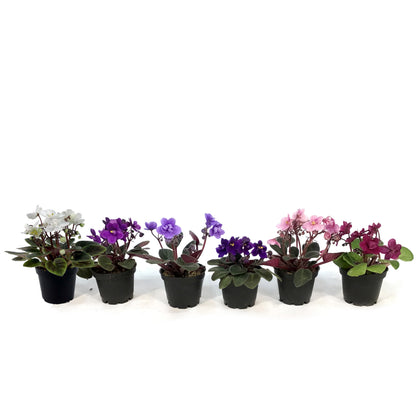 African Violet, 2.5in