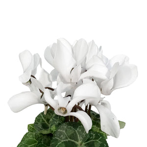 Cyclamen, 2.5in