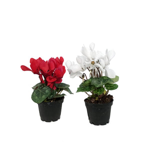 Cyclamen, 2.5in