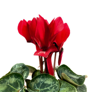 Cyclamen, 2.5in