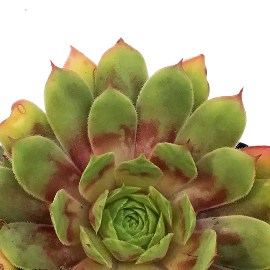 Chick Charms®, 3.5in, Gold Nugget™ Hens & Chicks