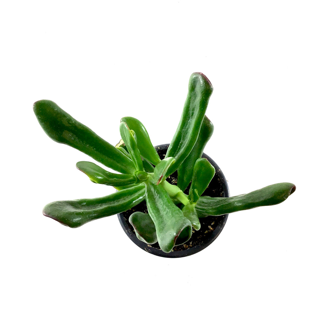 Succulent, 3.5in, Crassula Horntree Tricolor