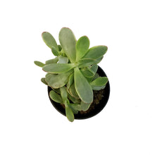 Load image into Gallery viewer, Succulent, 3.5in, Crassula Money Maker Variegated
