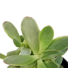 Load image into Gallery viewer, Succulent, 3.5in, Crassula Money Maker Variegated
