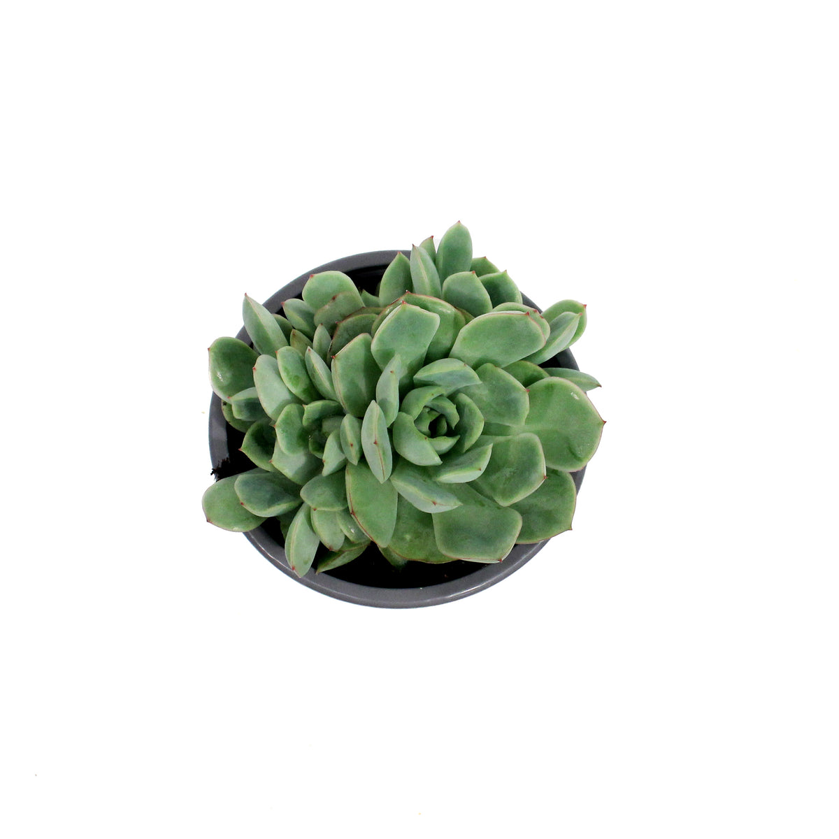 Succulent, 3.5in, Echeveria California Queen